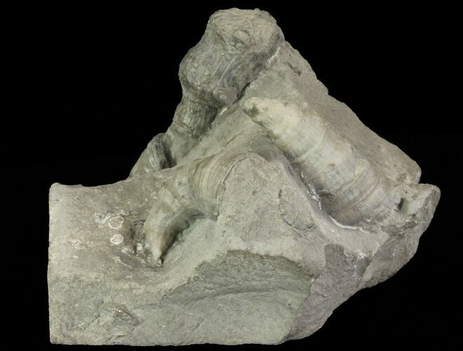 Devonian Horn Coral - New York #70262